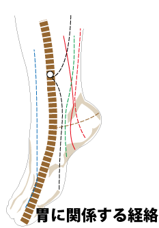 足の経絡の図